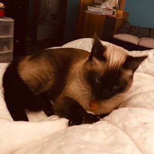 Meet your Posher, Hanh